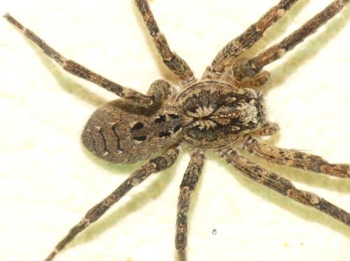Réf. 334 511 : Zoropsis spinimana
